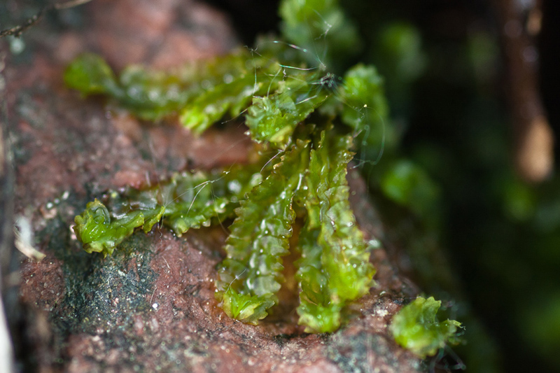 Barbilophozia barbata